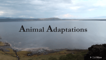 Science - Animal Adaptations-video