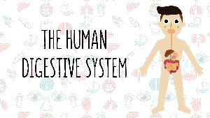 KS3 - The Human Digestive System