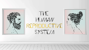 KS3 - The Human Reproductive System
