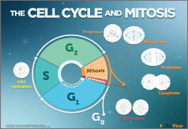 The Cell Cycle and Mitosis-image