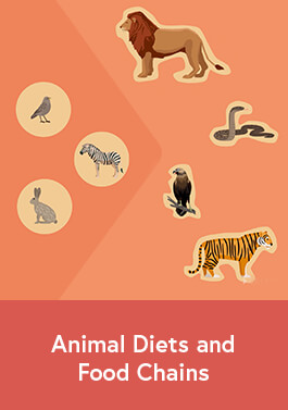 Animal Diets and Food Chains Lesson Plan-image