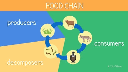 Animal Diets and Food Chains thumbnail image
