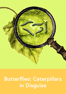 Butterflies: Caterpillars in Disguise Lesson Plan-image
