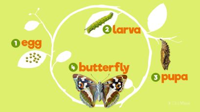 Butterflies: Caterpillars in Disguise thumbnail image