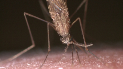 Impacts of Malaria thumbnail image