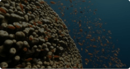 The Great Barrier Reef: Coral, Carbon… - ClickView Video Resources thumbnail
