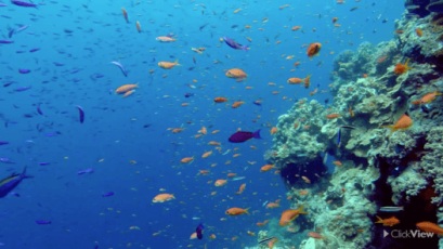 The Great Barrier Reef: Coral, Carbon and Climate Change thumbnail image