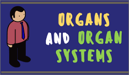 KS3 - Organs and Organ System-image