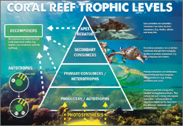 Coral Reef Trophic Levels-image