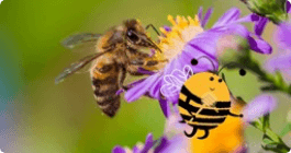 Why Are Bees Important? - ClickView Video Resources thumbnail