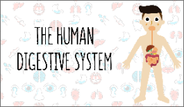KS3 - The Human Digestive System-image