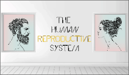 KS3 - The Human Reproductive System-image
